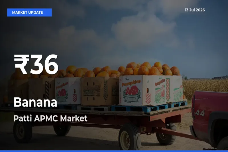 Why Banana Prices Slumped in Patti APMC – 30-Day Low Today