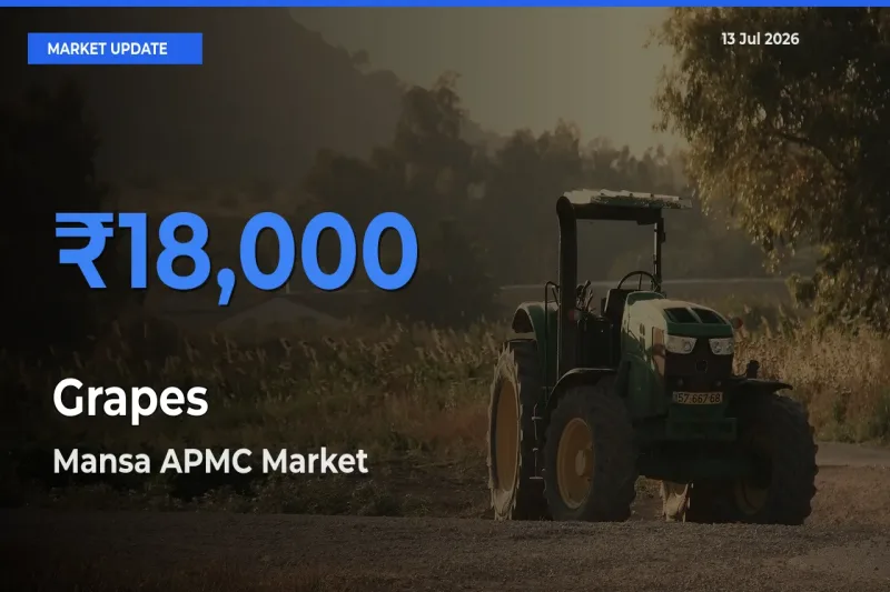 Mansa APMC Emerges as Top Mandi for Grapes Prices Today