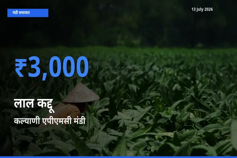 कल्याणी एपीएमसी मंडी में आज लाल कद्दू के सबसे ऊँचे दाम दर्ज