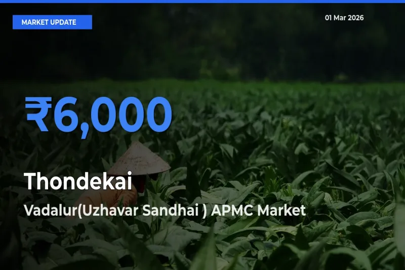 Vadalur(Uzhavar Sandhai ) APMC Records Highest ₹6,000 Rate for Thondekai