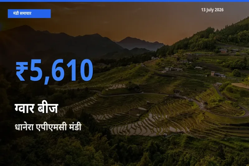 टॉप मंडी बना धानेरा एपीएमसी! ग्वार बीज के सबसे ऊँचे दाम यहीं दर्ज