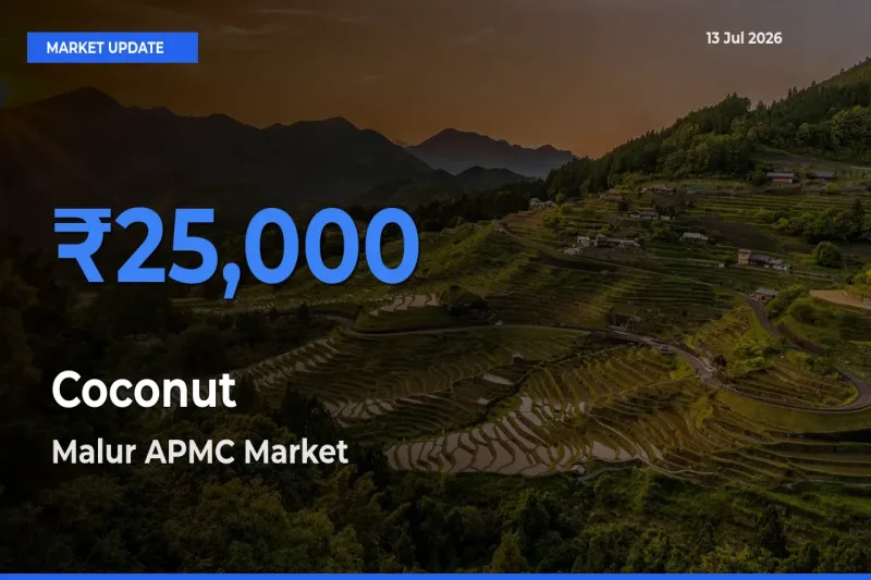 Malur APMC Tops Coconut Rates – July 13 Market Update