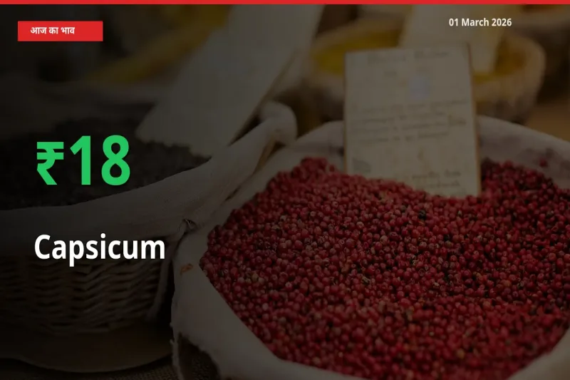 01 March अपडेट: Capsicum के दाम मंडी में 18.3% उछले