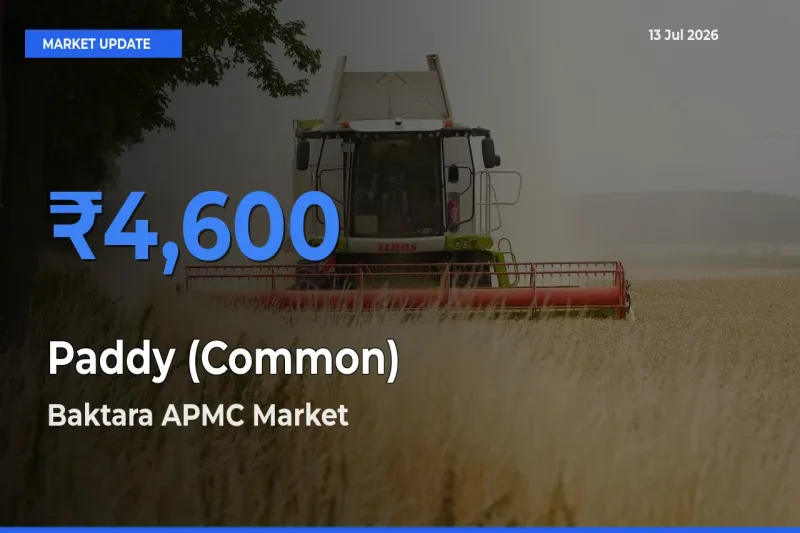 Baktara APMC Emerges as Top Mandi for Paddy (Common) Prices Today