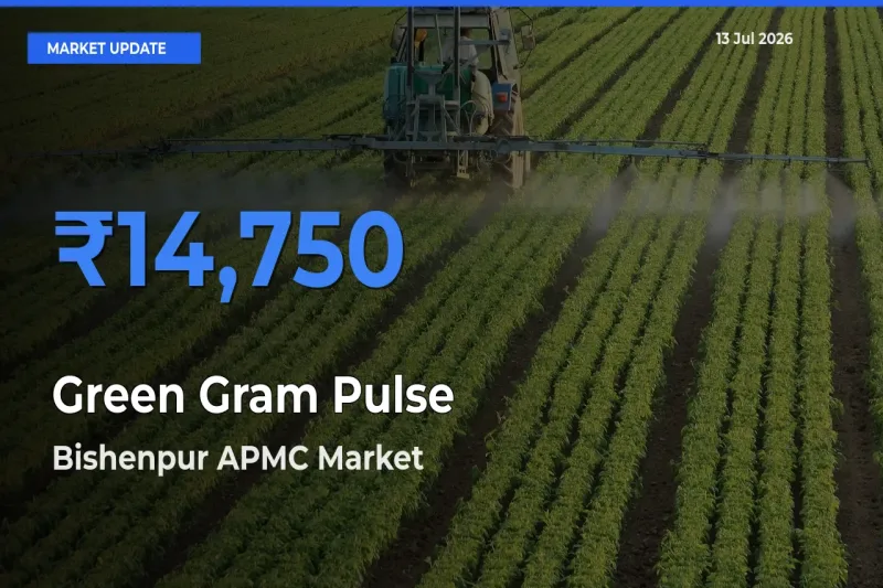 Bishenpur APMC Emerges as Top Mandi for Green Gram Pulse Prices Today