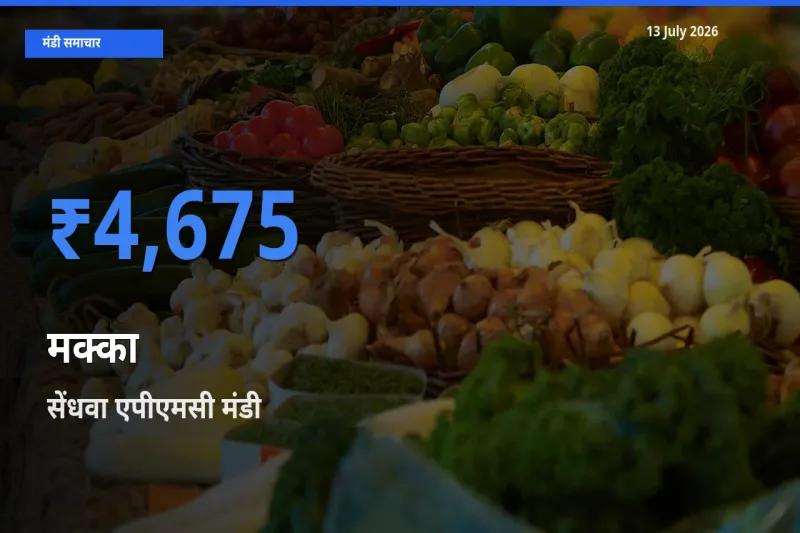 बाज़ार संकेत: सेंधवा एपीएमसी बना मक्का के लिए आज की टॉप मंडी