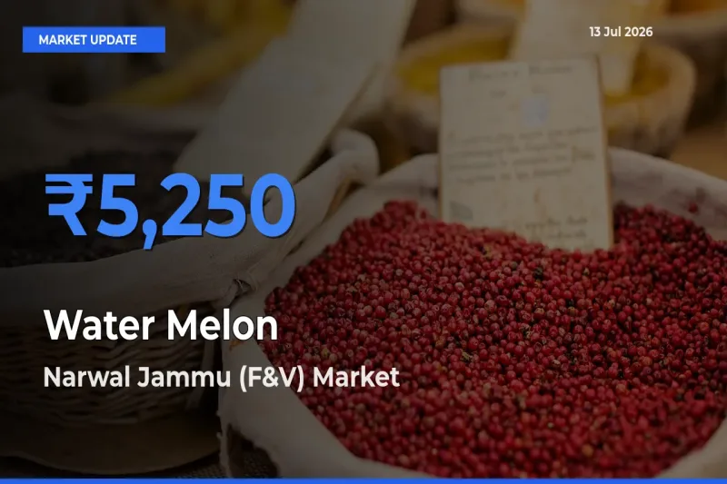 Narwal Jammu (F&V) Tops Water Melon Mandi Rates Today