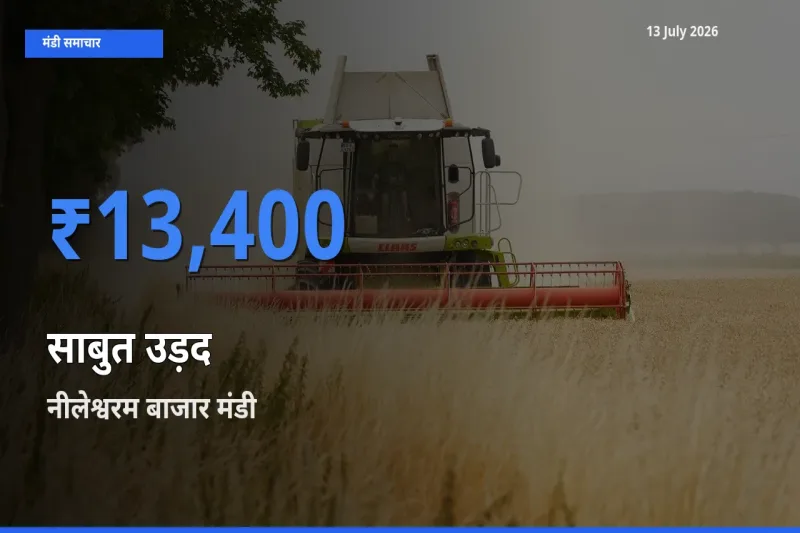नीलेश्वरम बाजार मंडी में आज साबुत उड़द के सबसे ऊँचे दाम दर्ज