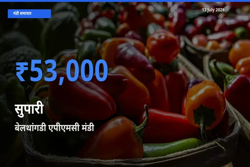 किसानों की पसंद बना बेलथांगडी एपीएमसी, सुपारी के सबसे अच्छे दाम