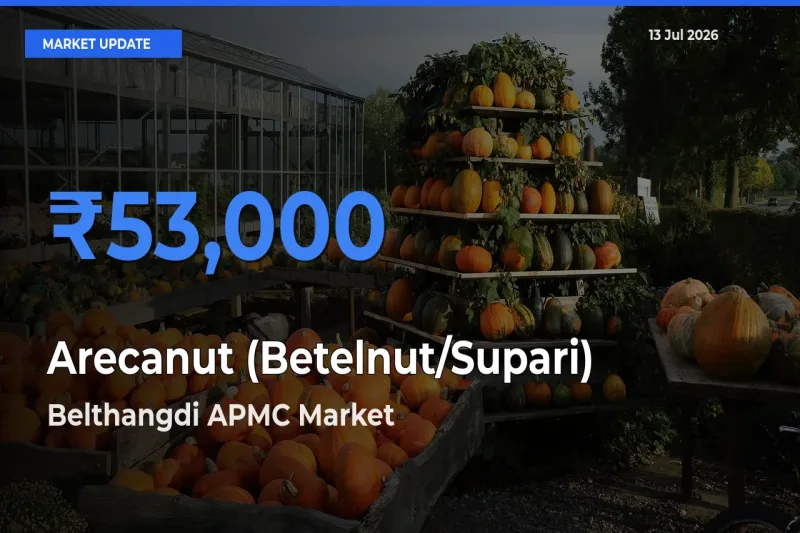 Belthangdi APMC Leads as Top Mandi for Arecanut (Betelnut/Supari) Prices