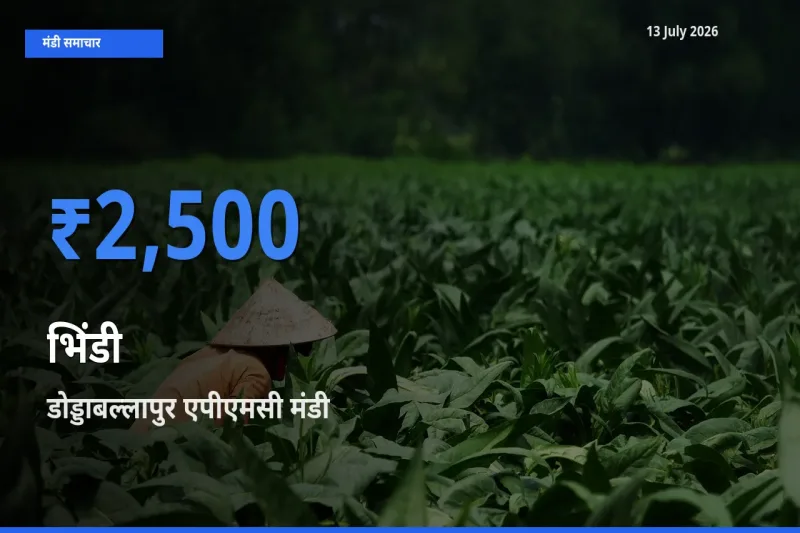टॉप मंडी बना डोड्डाबल्लापुर एपीएमसी! भिंडी के सबसे ऊँचे दाम यहीं दर्ज