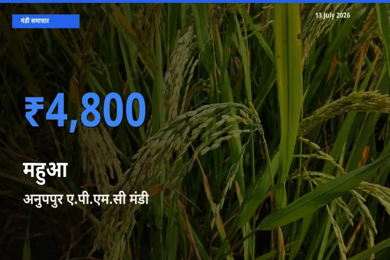 टॉप मंडी बना अनुपपुर ए.पी.एम.सी! महुआ के सबसे ऊँचे दाम यहीं दर्ज
