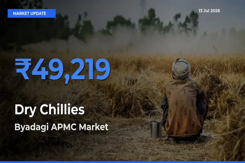 Dry Chillies Mandi Rate Today: Byadagi APMC Tops the List