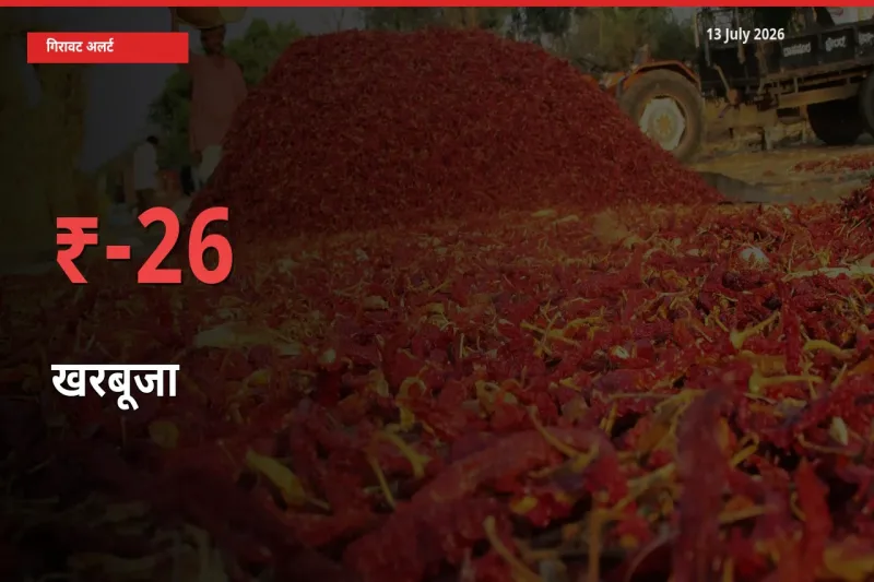 खरबूजा 25.7% गिरा, मंडी