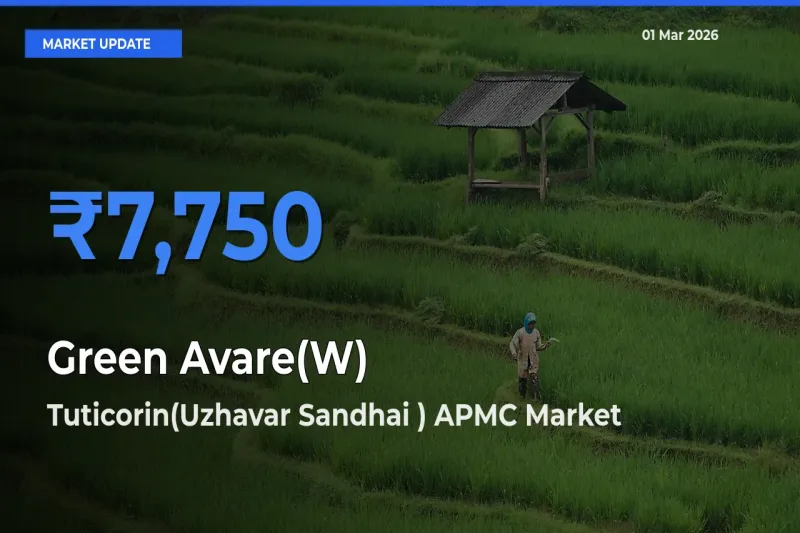 Market Watch: Tuticorin(Uzhavar Sandhai ) APMC Becomes Top Mandi for Green Avare(W)