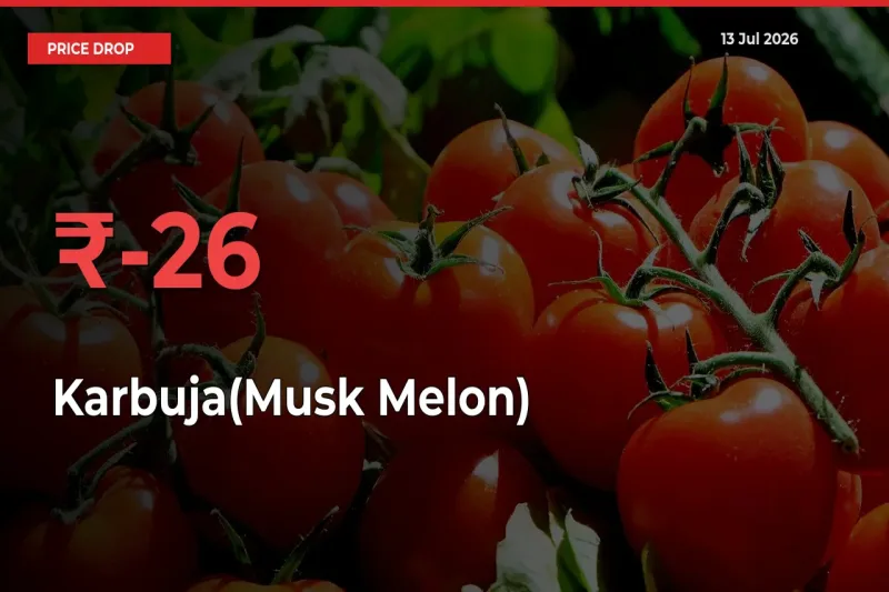 Karbuja(Musk Melon) Prices Drop 25.7% in 24 Hours at Major Mandis