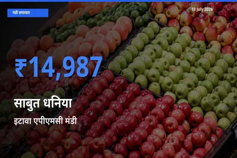 टॉप मंडी बना इटावा एपीएमसी! साबुत धनिया के सबसे ऊँचे दाम यहीं दर्ज