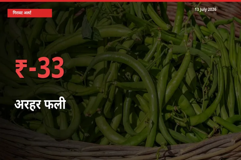 32.76% की गिरावट! मंडी में अरहर फली के दाम अचानक टूटे