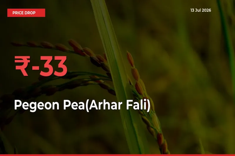 Sharp Fall! Pegeon Pea(Arhar Fali) Prices Plunge 32.76% in a Day at Key Mandis