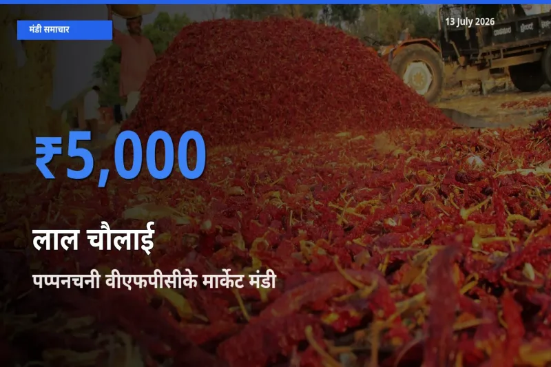 किसानों की पसंद बना पप्पनचनी वीएफपीसीके मार्केट, लाल चौलाई के सबसे अच्छे दाम
