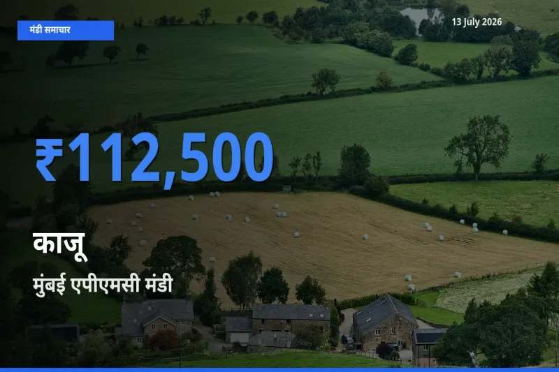 आज का मंडी भाव: काजू के सबसे ज़्यादा दाम मुंबई एपीएमसी में