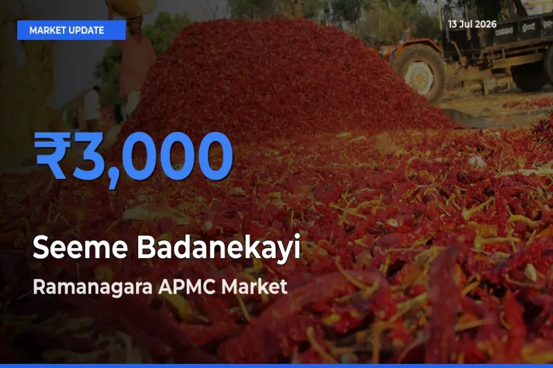 Ramanagara APMC Tops Seeme Badanekayi Rates – July 13 Market Update