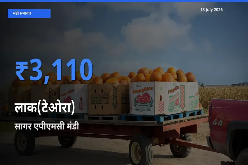 13 July अपडेट: लाक(टेओरा) के सबसे ऊँचे दाम सागर एपीएमसी मंडी में