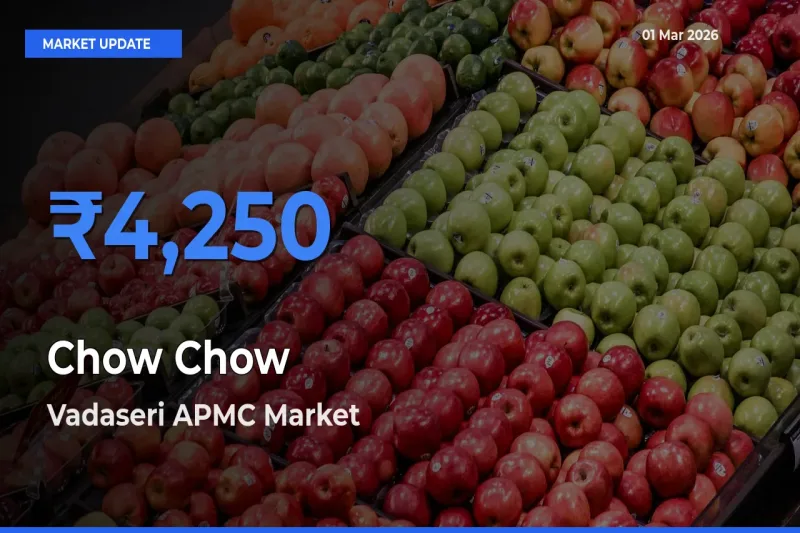 Vadaseri APMC Tops Chow Chow Rates – March 01 Market Update