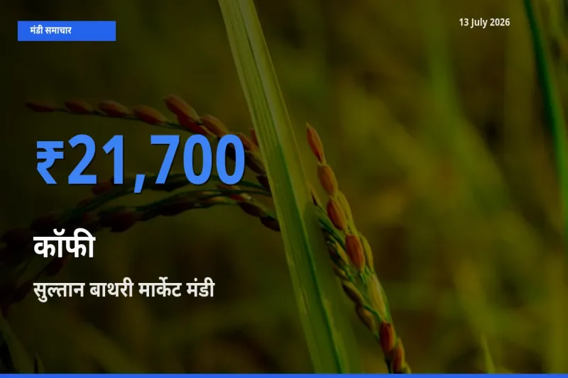 बाज़ार संकेत: सुल्तान बाथरी मार्केट बना कॉफी के लिए आज की टॉप मंडी