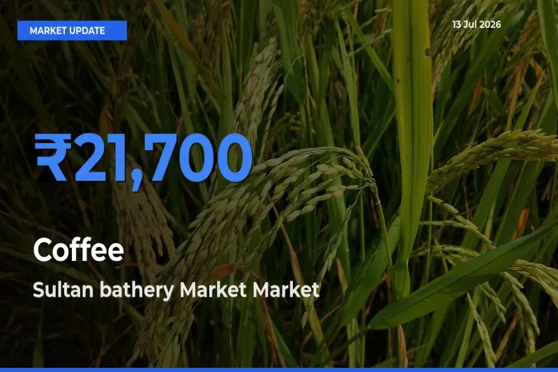 Coffee Mandi Rate Today: Sultan bathery Market Tops the List
