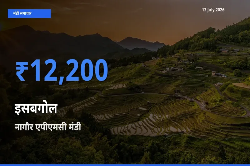 आज इसबगोल के सबसे ज़्यादा दाम नागौर एपीएमसी मंडी में दर्ज