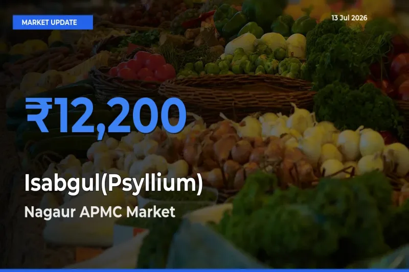 Nagaur APMC Emerges as Top Mandi for Isabgul(Psyllium) Prices Today