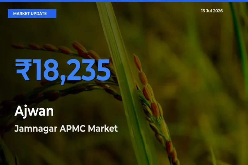 Jamnagar APMC Tops Ajwan Mandi Rates Today