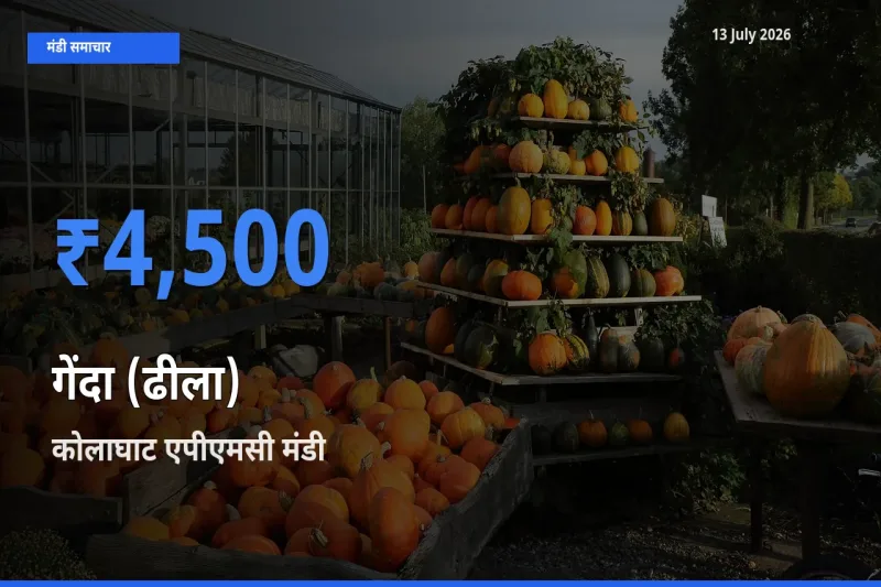किसानों की पसंद बना कोलाघाट एपीएमसी, गेंदा (ढीला) के सबसे अच्छे दाम