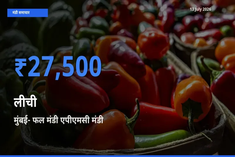 मुंबई- फल मंडी एपीएमसी में लीची का आज सबसे ऊँचा भाव