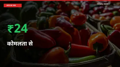 बाज़ार संकेत: कोमलता से के भाव मंडी में 24.3% ऊपर