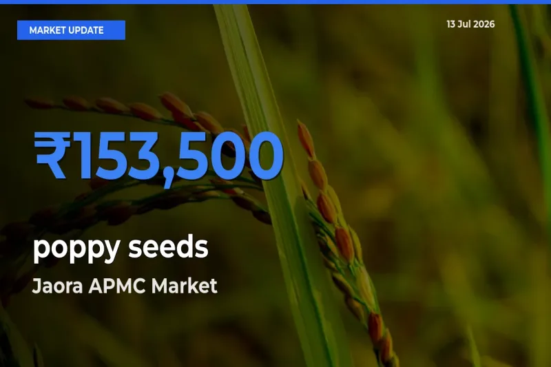 Jaora APMC Records Highest ₹153,500 Rate for poppy seeds