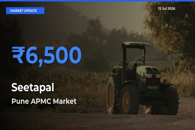 Pune APMC Emerges as Top Mandi for Seetapal Prices Today