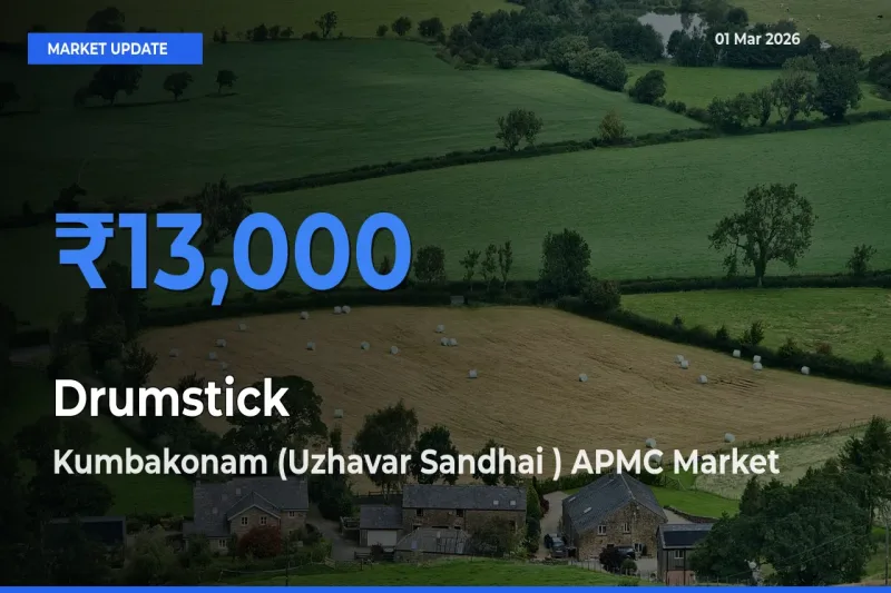 Kumbakonam (Uzhavar Sandhai ) APMC Offers ₹13,000 – Highest Drumstick Rate Today
