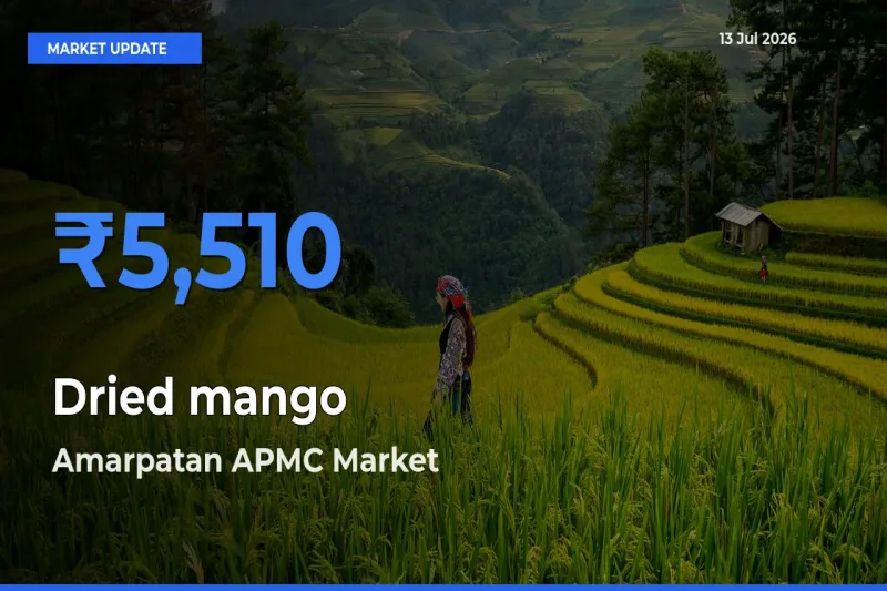 Amarpatan APMC Leads as Top Mandi for Dried mango Prices
