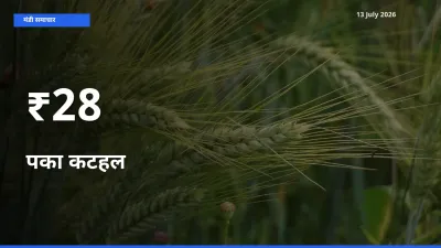 पका कटहल का ट्रेंड कई मंडियों में साफ