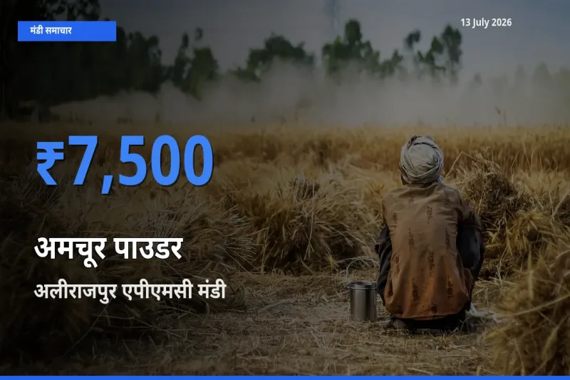 किसानों की पसंद बना अलीराजपुर एपीएमसी, अमचूर पाउडर के सबसे अच्छे दाम