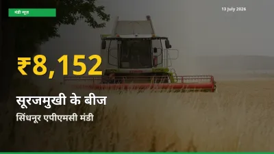 सूरजमुखी के बीज के दामों ने बनाया नया रिकॉर्ड, सिंधनूर एपीएमसी में तेज़ी