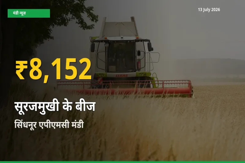 सूरजमुखी के बीज के दामों ने बनाया नया रिकॉर्ड, सिंधनूर एपीएमसी में तेज़ी