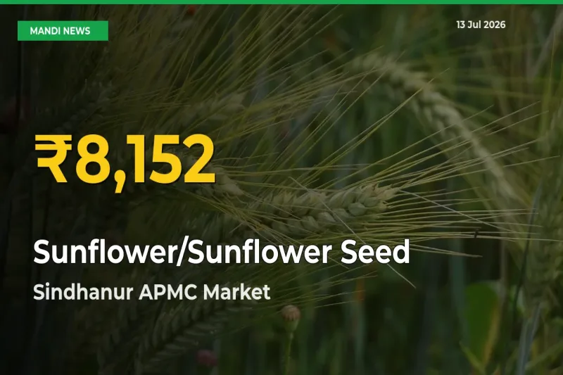 Sunflower/Sunflower Seed Hits Fresh High in Sindhanur APMC Today