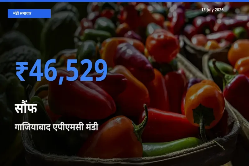 आज का मंडी भाव: सौंफ के सबसे ज़्यादा दाम गाजियाबाद एपीएमसी में