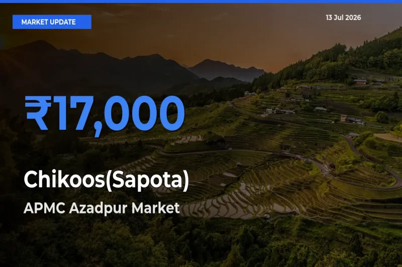 APMC Azadpur Records Highest ₹17,000 Rate for Chikoos(Sapota)