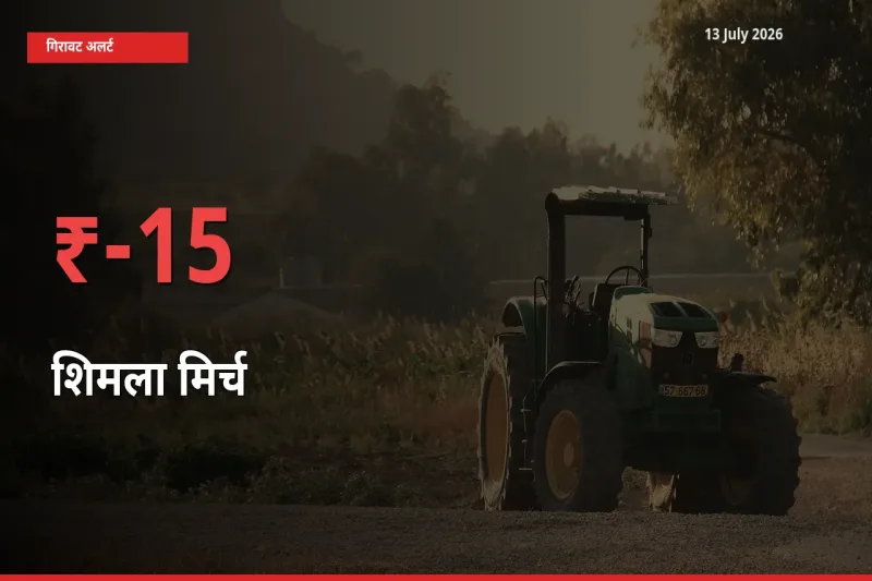 तेज़ गिरावट! मंडी में शिमला मिर्च के दाम 15.28% लुढ़के