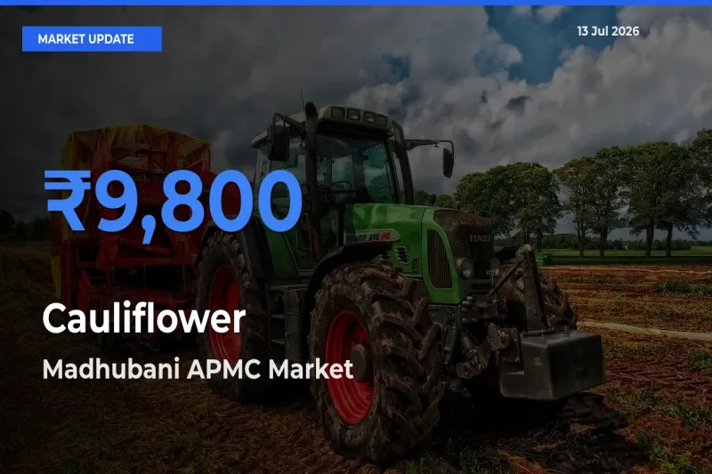 Madhubani APMC Tops Cauliflower Rates – July 13 Market Update
