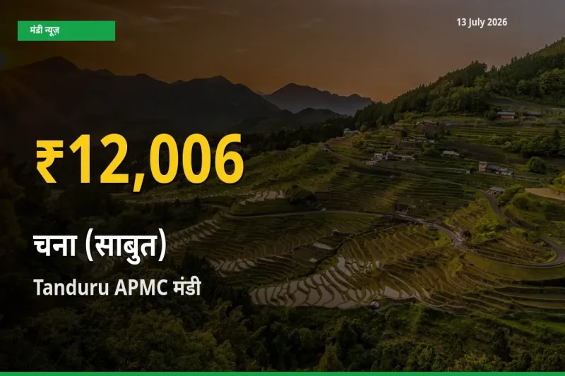चना (साबुत) के दामों ने बनाया नया रिकॉर्ड, Tanduru APMC में तेज़ी